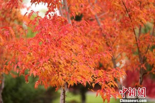 资料图：进入寒露后，天气变凉，新疆哈巴河县城东的一片枫叶林叶红如绸，鲜艳如火，到了一年一度的最佳观赏季节。刘是何 摄